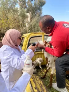 ضمن الحملة القومية للثروة الحيوانية.. تحصين ١٦٨ ألف رأس ماشية وعلاج ٤١ ألف خلال حملات بيطرية في قري محافظة الجيزة 21 - جريدة المساء