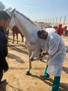 "بيطري الجيزة": فحص وعلاج مجاني ل 1700 من الخيول والإبل بنزلة السمان في الهرم 21 - جريدة المساء