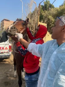 "بيطري الجيزة": فحص وعلاج مجاني ل 1700 من الخيول والإبل بنزلة السمان في الهرم 29 - جريدة المساء