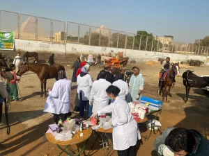 "بيطري الجيزة": فحص وعلاج مجاني ل 1700 من الخيول والإبل بنزلة السمان في الهرم 35 - جريدة المساء