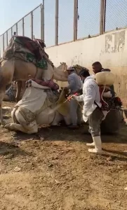 "بيطري الجيزة": فحص وعلاج مجاني ل 1700 من الخيول والإبل بنزلة السمان في الهرم 37 - جريدة المساء