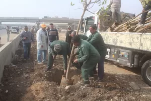 أحد محاور المتحف الكبير | تنفيذ المرحلة الأولى لتشجير دائري المريوطية ضمن مبادرة ١٠٠ مليون شجرة 27 - جريدة المساء