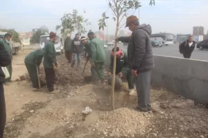 أحد محاور المتحف الكبير | تنفيذ المرحلة الأولى لتشجير دائري المريوطية ضمن مبادرة ١٠٠ مليون شجرة 21 - جريدة المساء