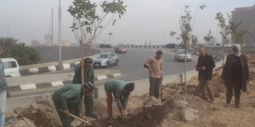 أحد محاور المتحف الكبير | تنفيذ المرحلة الأولى لتشجير دائري المريوطية ضمن مبادرة ١٠٠ مليون شجرة 1 - جريدة المساء