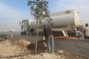 أحد محاور المتحف الكبير | تنفيذ المرحلة الأولى لتشجير دائري المريوطية ضمن مبادرة ١٠٠ مليون شجرة 33 - جريدة المساء