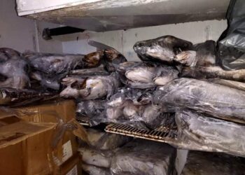 ضبط ٨٠٠ كيلو أسماك وجمبري ودجاج ولحوم مجمدة غير صالحة للاستهلاك الآدمى بـ "الزقازيق" 21 - جريدة المساء