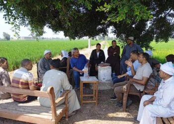 للنهوض بمحصول الأرز.. الشرقية تنفذ مدرسة حقلية لمزارعى"كراديس" 26 - جريدة المساء