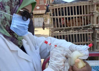 محافظ أسوان يتابع حملات تقصي الطب البيطري لمجابهة انفلونزا الطيور 28 - جريدة المساء