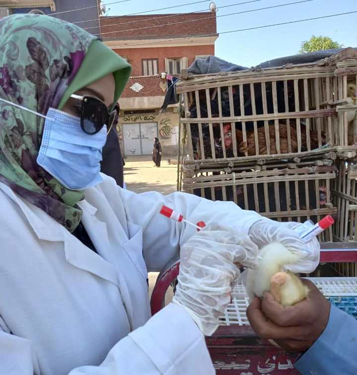 محافظ أسوان يتابع حملات تقصي الطب البيطري لمجابهة انفلونزا الطيور 17 - جريدة المساء