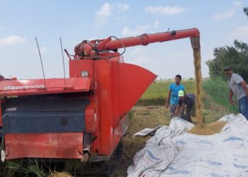 افتتاح موسم حصاد الأرز بمنطقة "سهل الطينة".. ببورسعيد 22 - جريدة المساء