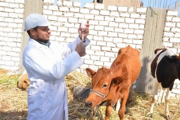 تحصين 50 ألف حيوان ضد مرض الحمى القلاعية والوادى المتصدع بقنا 18 - جريدة المساء