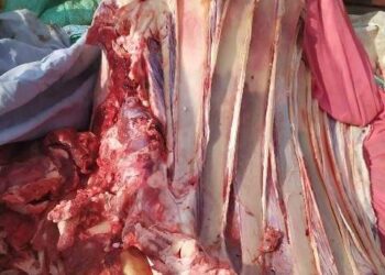 ضبط طن دواجن ولحوم منتهية الصلاحية بالشرقية 17 - جريدة المساء