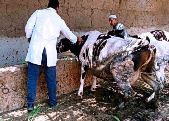 تحصين ١٧٥ الف رأس ماشية بالشرقية للوقاية من مرض الحمى القلاعية وحمى الوادي المتصدع 17 - جريدة المساء