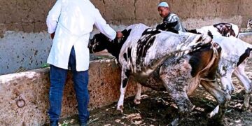 تحصين ١٧٥ الف رأس ماشية بالشرقية للوقاية من مرض الحمى القلاعية وحمى الوادي المتصدع 1 - جريدة المساء