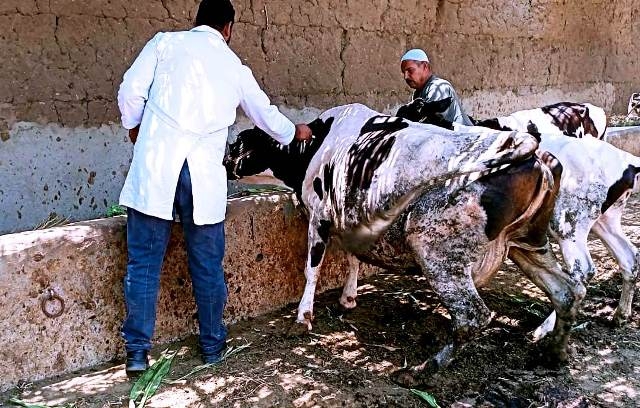 تحصين ١٧٥ الف رأس ماشية بالشرقية للوقاية من مرض الحمى القلاعية وحمى الوادي المتصدع 19 - جريدة المساء