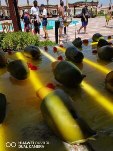 مهرجان "الكنافة بالمانجو والفاكهة" ينعش السياحة فى فنادق الغردقة .. صور 25 - جريدة المساء