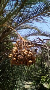 أوجاع النخيل !! 18 - جريدة المساء أوجاع النخيل !! 17 - جريدة المساء