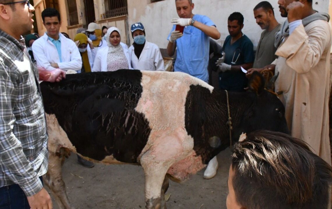 جامعة سوهاج تطلق قافلتها البيطرية المجانية لقرية المزالوة 16 - جريدة المساء