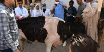 جامعة سوهاج تطلق قافلتها البيطرية المجانية لقرية المزالوة 1 - جريدة المساء