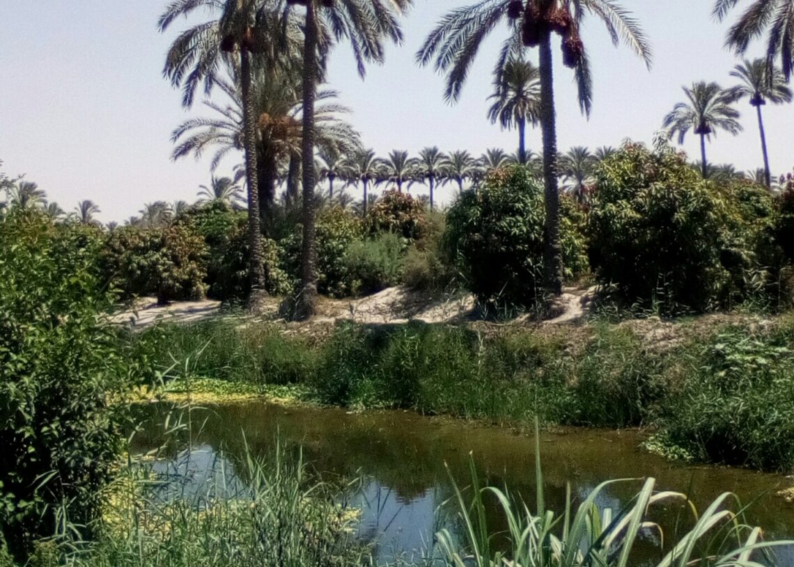 أوجاع النخيل !! 16 - جريدة المساء أوجاع النخيل !! 15 - جريدة المساء