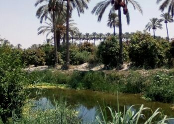 أوجاع النخيل !! 27 - جريدة المساء