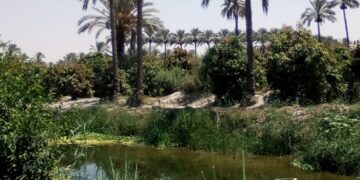 أوجاع النخيل !! 2 - جريدة المساء أوجاع النخيل !! 1 - جريدة المساء