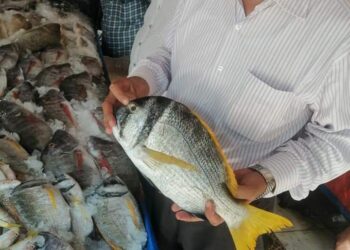 ضبط ١٣٢ كيلو أسماك غير صالحة للإستخدام الآدمى بالغردقة 19 - جريدة المساء