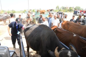 بالصور .. وزير الزراعة ومحافظ قنا يتفقدان أعمال القافلة البيطرية المجانية بقرية المراشدة 51 - جريدة المساء