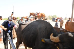 بالصور .. وزير الزراعة ومحافظ قنا يتفقدان أعمال القافلة البيطرية المجانية بقرية المراشدة 53 - جريدة المساء