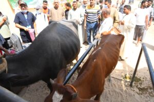 بالصور .. وزير الزراعة ومحافظ قنا يتفقدان أعمال القافلة البيطرية المجانية بقرية المراشدة 45 - جريدة المساء