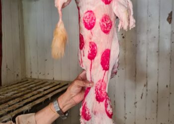 ضبط 2.5 طن لحوم وأسماك غير صالحة للاستهلاك الآدمى بالأسكندرية 31 - جريدة المساء