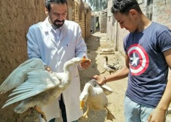 جامعة الزقازيق تنظم قافلة بيطرية بقرية "الشيخ مبارك" 26 - جريدة المساء