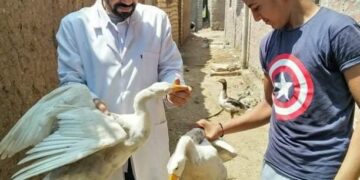 جامعة الزقازيق تنظم قافلة بيطرية بقرية "الشيخ مبارك" 1 - جريدة المساء