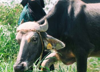 ٦١ ألفا و ٨٣٦ رأس ماشية .. هدية "الأورمان" للأسر الأكثر احتياجًا 16 - جريدة المساء