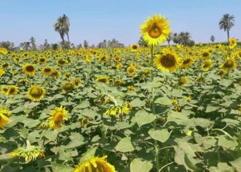 "بسعر ٨٥٠٠ جنيه للطن" .. التعاقد مع مزارعى الوادى الجديد للتوسع فى إنتاج عباد الشمس الزيتى 18 - جريدة المساء