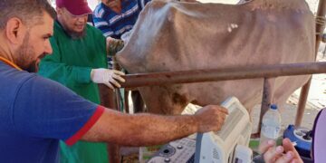 علاج وفحص 5900 رأس ماشية مجانا لصغار مزارعي المنوفية ضمن «حياة كريمة» 1 - جريدة المساء جانب من فحص المواشي بالمجان في المنوفية