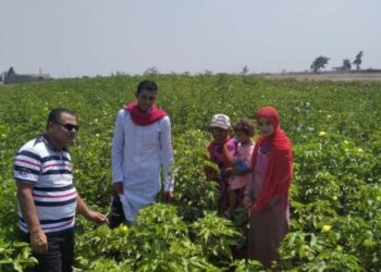 بشاير الخير .. زراعة ٢٧٠٣ فدانًا من الذهب الأبيض زيادة عن العام فى بورسعيد 17 - جريدة المساء