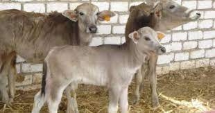 اقبال كبير من مزارعي اسوان علي مشروع إحياء البتلو 23 - جريدة المساء