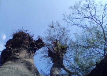 عيون الكاميرا.. دموع الأشجار..!! 33 - جريدة المساء