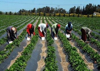 الزراعة".. انجاز علمي  جديد   .. استخدام آشعة جاما لوقاية الغذاء  من أخطار  السموم الفطرية أثناء تخزينه 16 - جريدة المساء