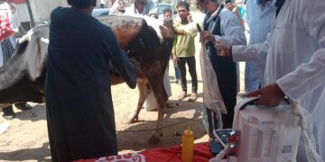 قافلة بيطرية مجانية ببحر البقر ضمن مبادرة حياة كريمة 2 - جريدة المساء قافلة بيطرية مجانية ببحر البقر ضمن مبادرة حياة كريمة 1 - جريدة المساء