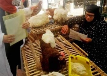 تحصين ٣٩ الف طائر بالشرقية ضد أنفلونزا الطيور 28 - جريدة المساء