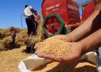 توريد 168 ألف طن قمح فى الموسم الحالى.. بقنا 21 - جريدة المساء