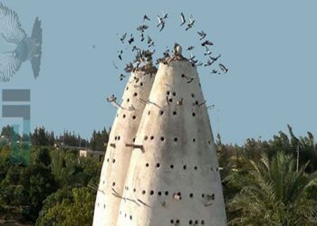 تاجر الحمام طير فلوس حماه وعندما طالبه بها طيره هو الآخر..مين يشتريك ياحمام منى؟ 30 - جريدة المساء