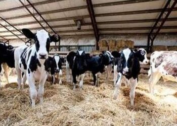 طارق سليمان : دعم مشروع البتلو بـ 5 مليارات جنيه .. وننتج 58 % من استهلاكنا من اللحوم الحمراء   25 - جريدة المساء