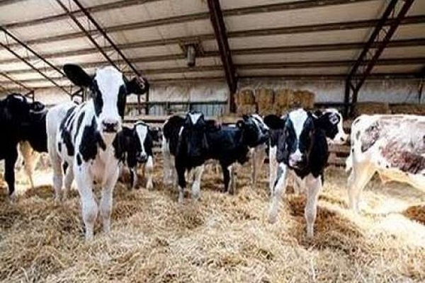 طارق سليمان : دعم مشروع البتلو بـ 5 مليارات جنيه .. وننتج 58 % من استهلاكنا من اللحوم الحمراء   17 - جريدة المساء