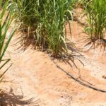 أخيراً.. زراعة القصب بالرش والتنقيط والطاقة الشمسية 20 - جريدة المساء