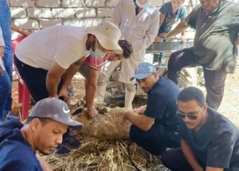 قافلة معهد بحوث التناسليات بالهرم تقدم الخدمات البيطرية مجانًا .. بسيوه 21 - جريدة المساء