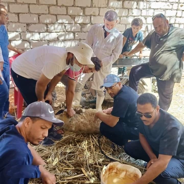 قافلة معهد بحوث التناسليات بالهرم تقدم الخدمات البيطرية مجانًا .. بسيوه 17 - جريدة المساء