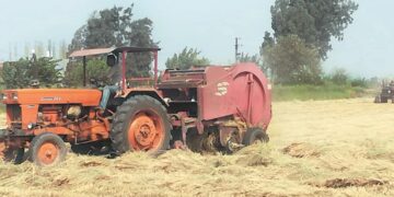 انطلاق موسم حصاد الأرز الجاف .. بالشرقية 2 - جريدة المساء انطلاق موسم حصاد الأرز الجاف .. بالشرقية 1 - جريدة المساء